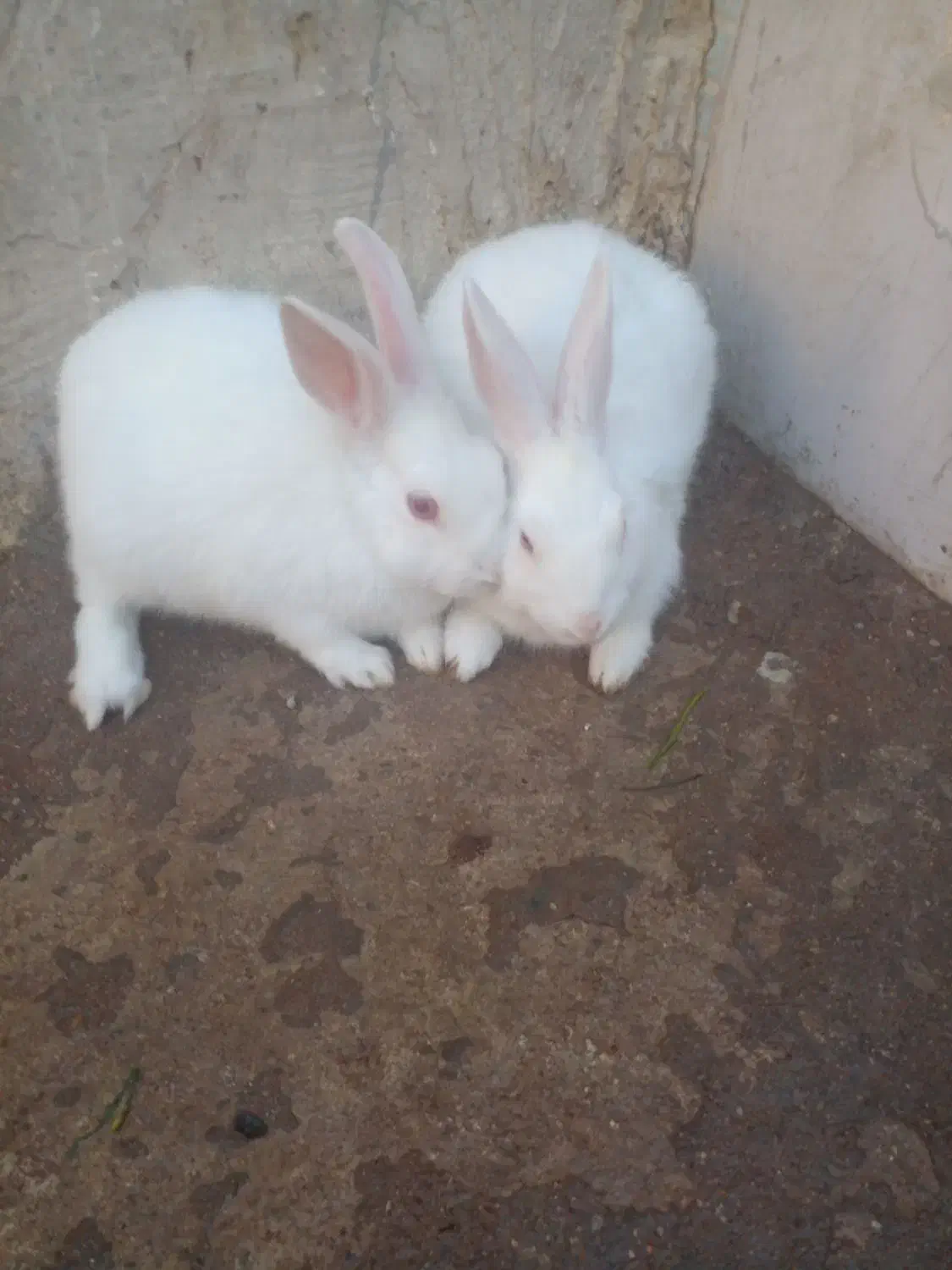 خرگوش|موش و خرگوش|مسجد سلیمان, |دیوار