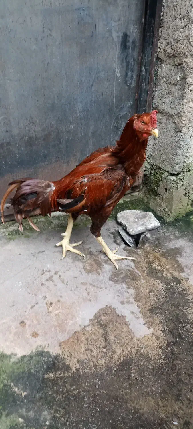 خروس لاری|حیوانات مزرعه|رشت, ولکس|دیوار