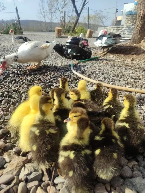 جوجه اردک اسراییلی|حیوانات مزرعه|رشت, توشیبا|دیوار
