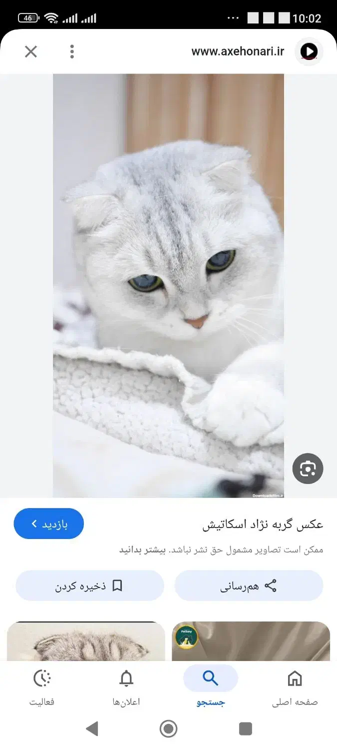 گربه نژاد اسکاتیش واگذاری|گربه|جیرفت, |دیوار