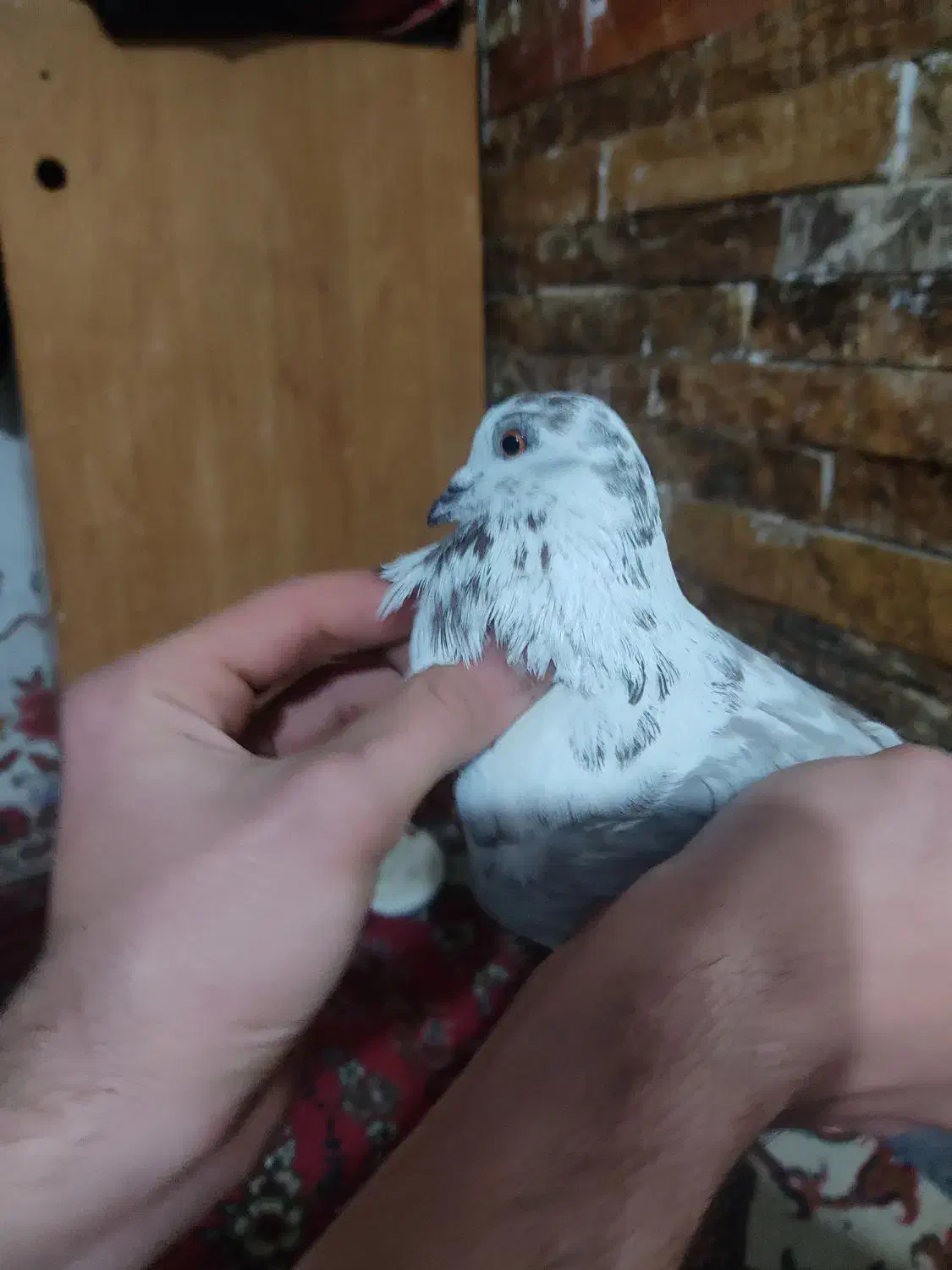 پرنده|پرنده|تهران, جلیلی|دیوار