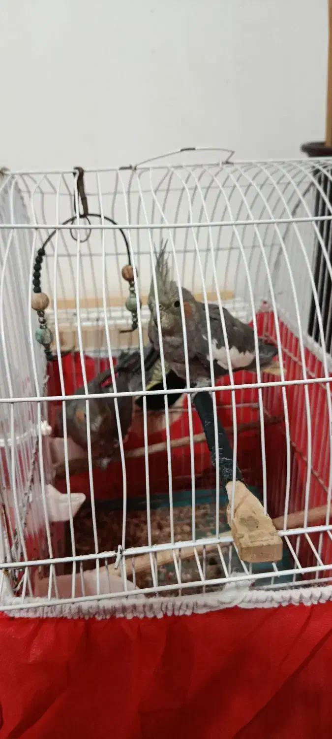 عروس هلندی|پرنده|لاهیجان, آهندان|دیوار