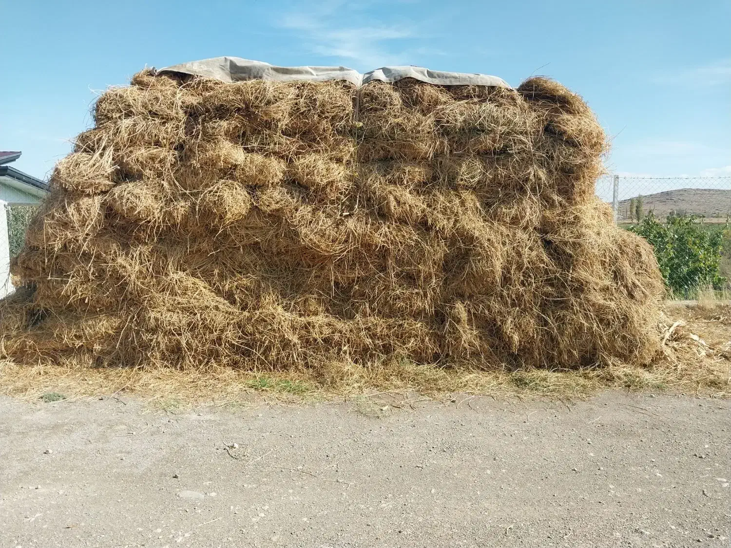 یونجه|خدمات باغبانی و درختکاری|ماکو, |دیوار