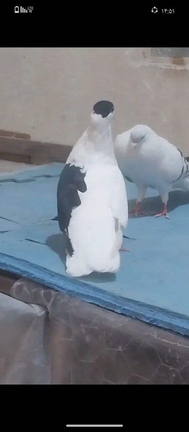 کفتر|پرنده|تهران, شهرک ولیعصر جنوبی|دیوار