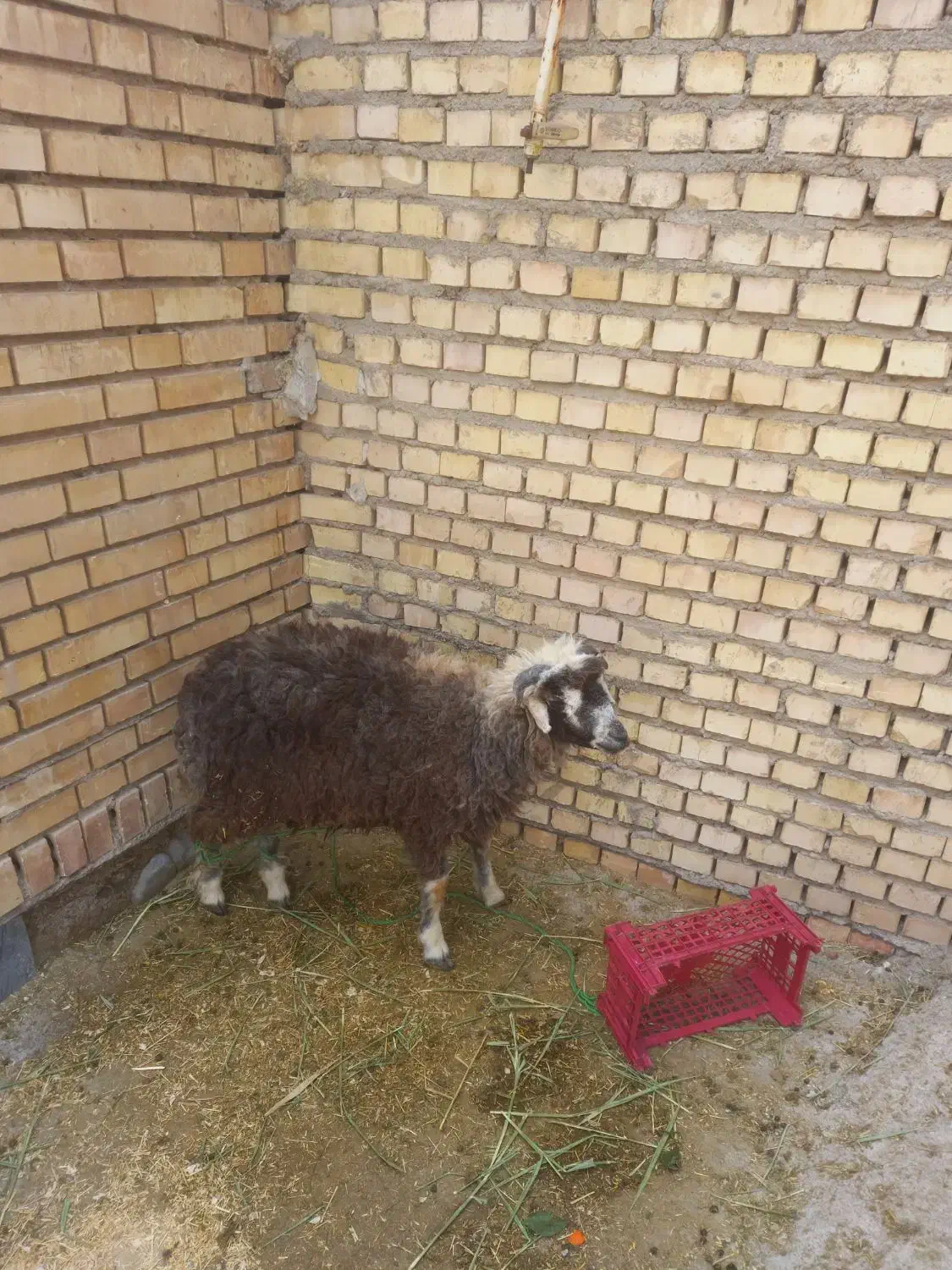 سلام|حیوانات مزرعه|کرخه, |دیوار