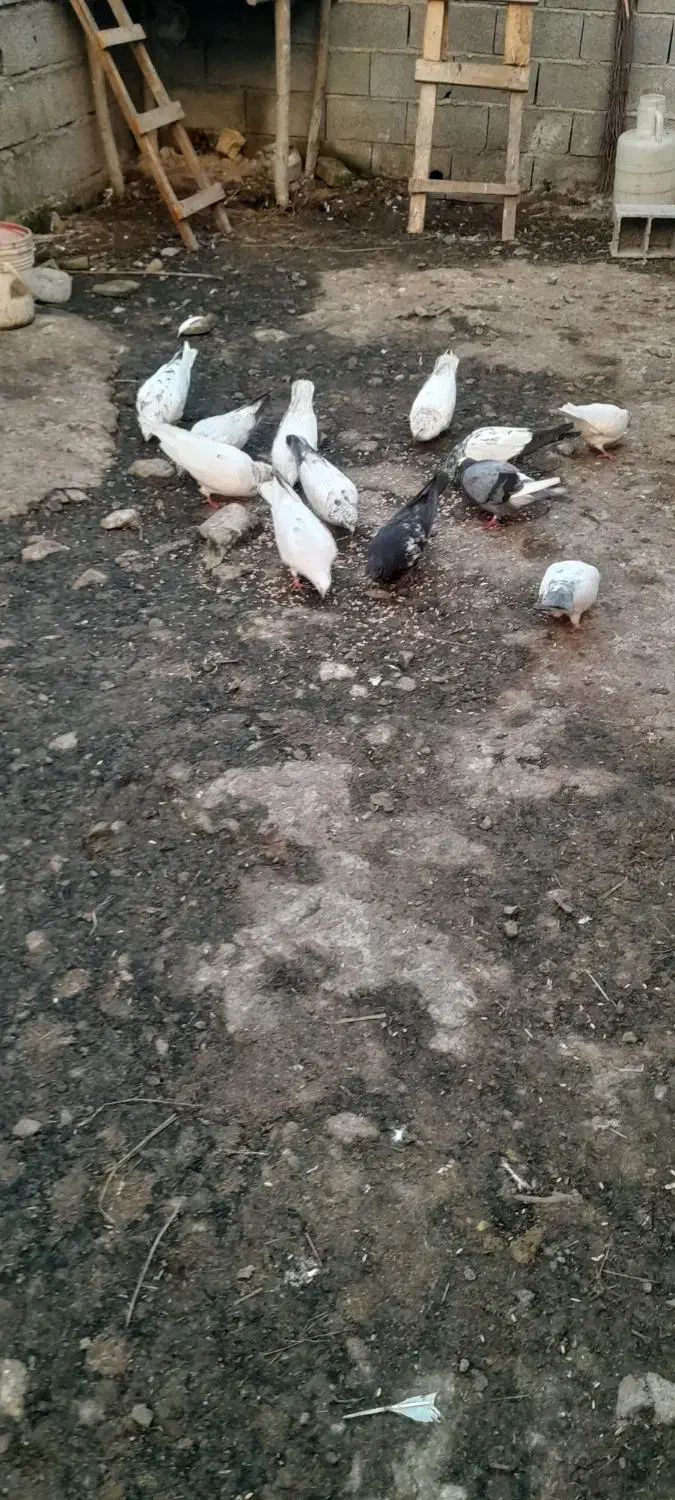 کبوتر|پرنده|لاهیجان, آهندان|دیوار