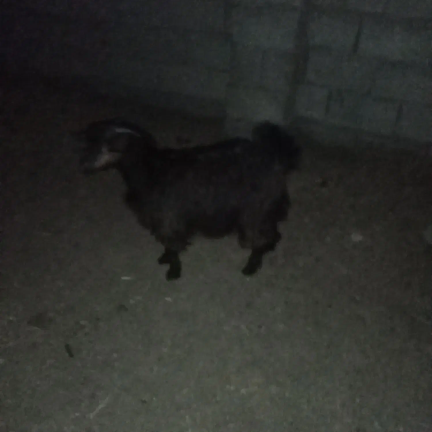 گیسه ماده|حیوانات مزرعه|نهبندان, |دیوار