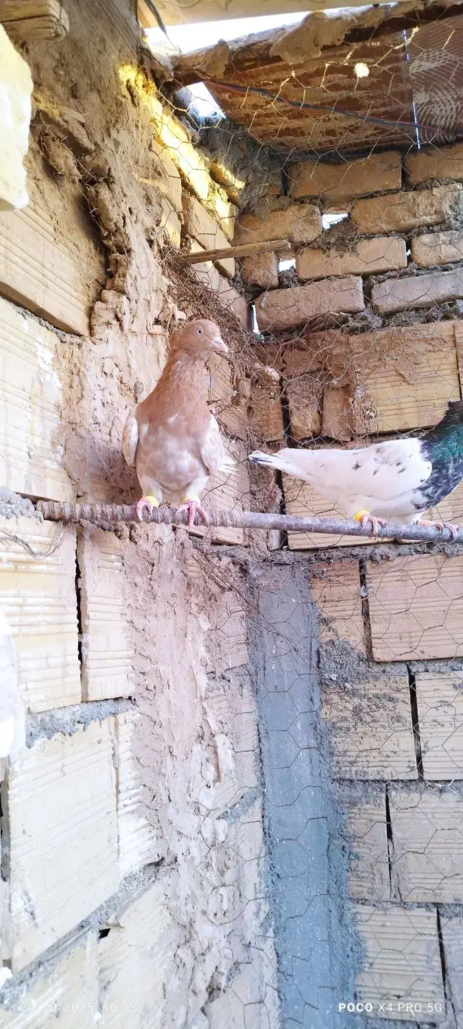 کفتر کله نرماده|پرنده|کاشمر, |دیوار