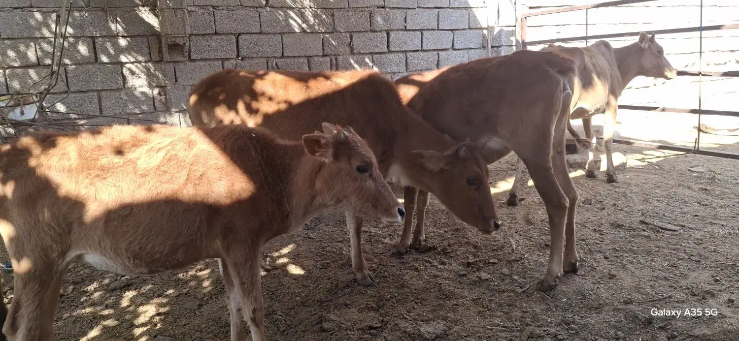 گاو با گوساله ابستن|حیوانات مزرعه|شادگان, |دیوار