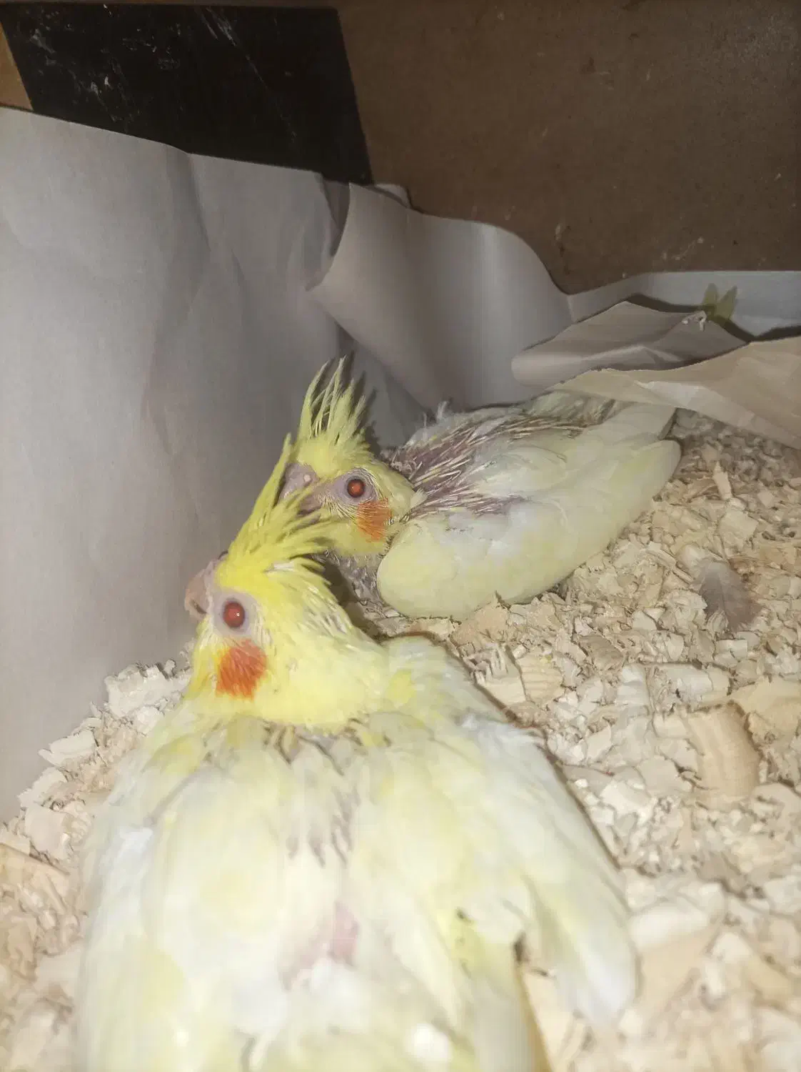 جوجه لوتینو شرابی|پرنده|اندیشه, شهرک مریم|دیوار