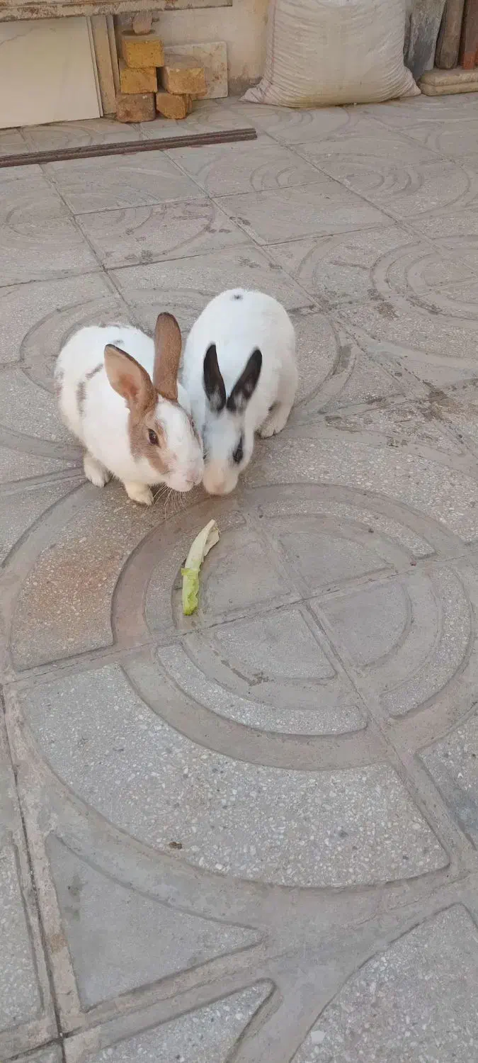 خرگوش|موش و خرگوش|کرمانشاه, |دیوار