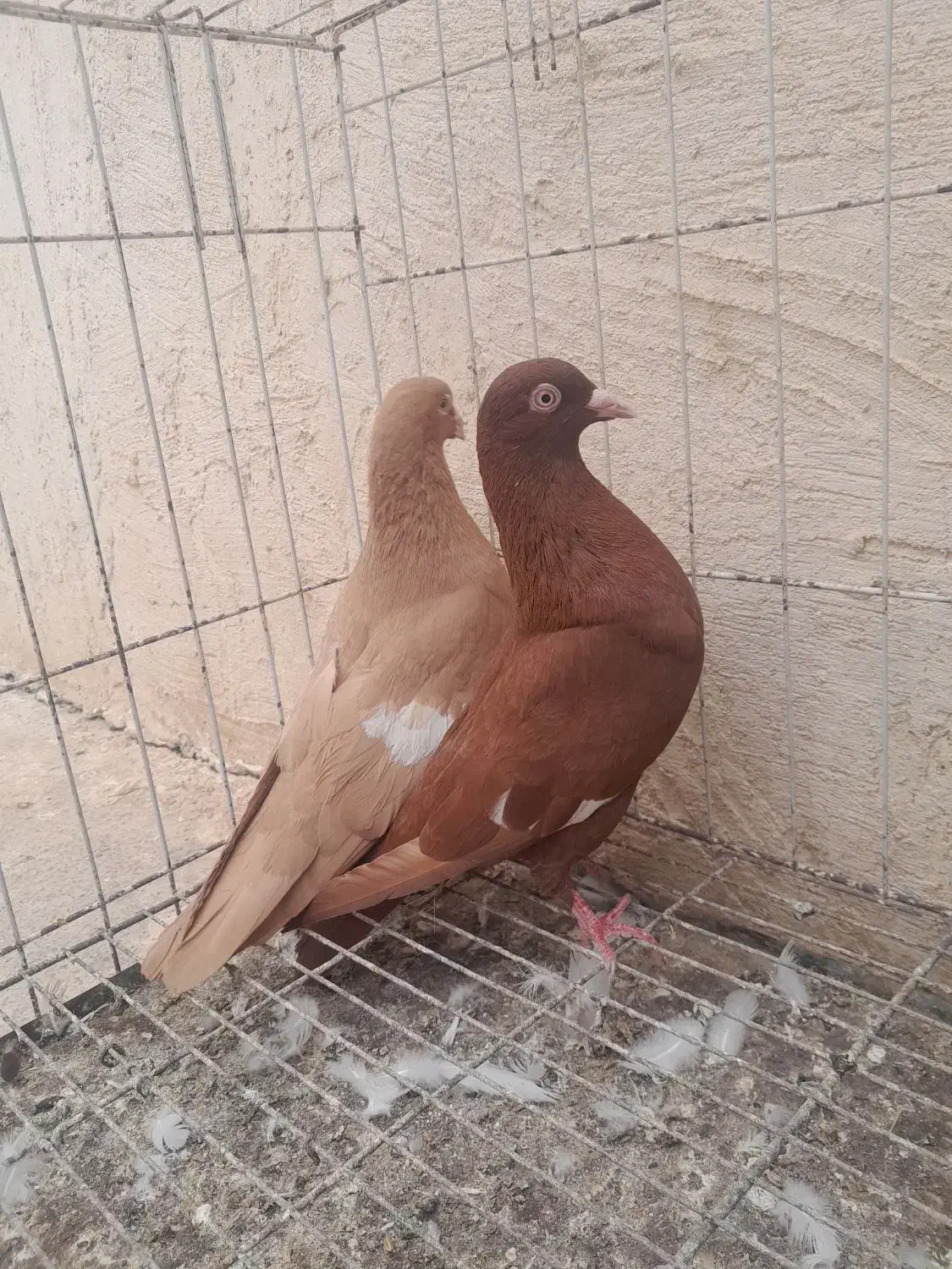 کبوتر سرک|پرنده|بهبهان, |دیوار