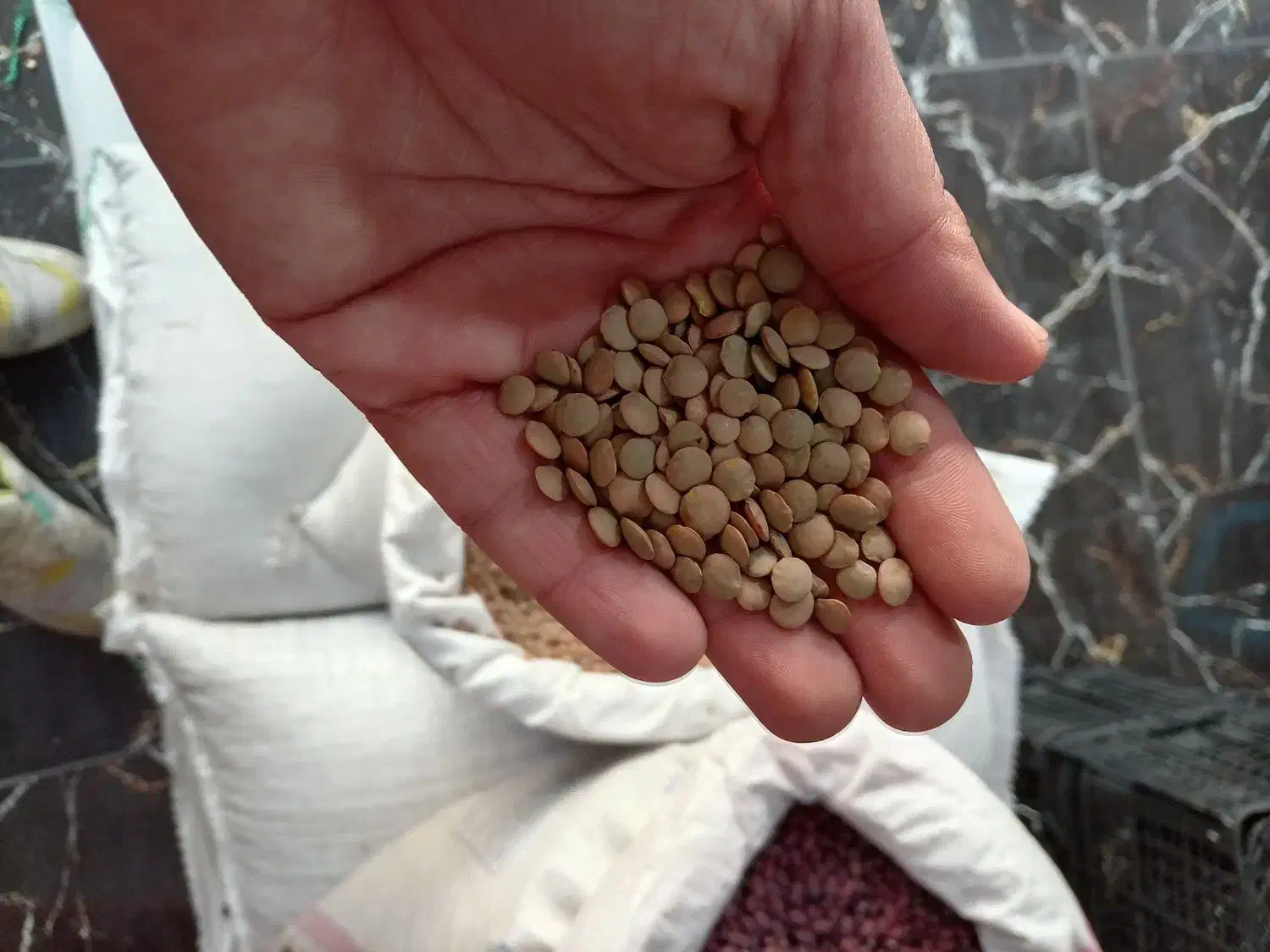 حبوبات لوبیاچیتی، عدس|خوردنی و آشامیدنی|نسیم‌شهر, |دیوار