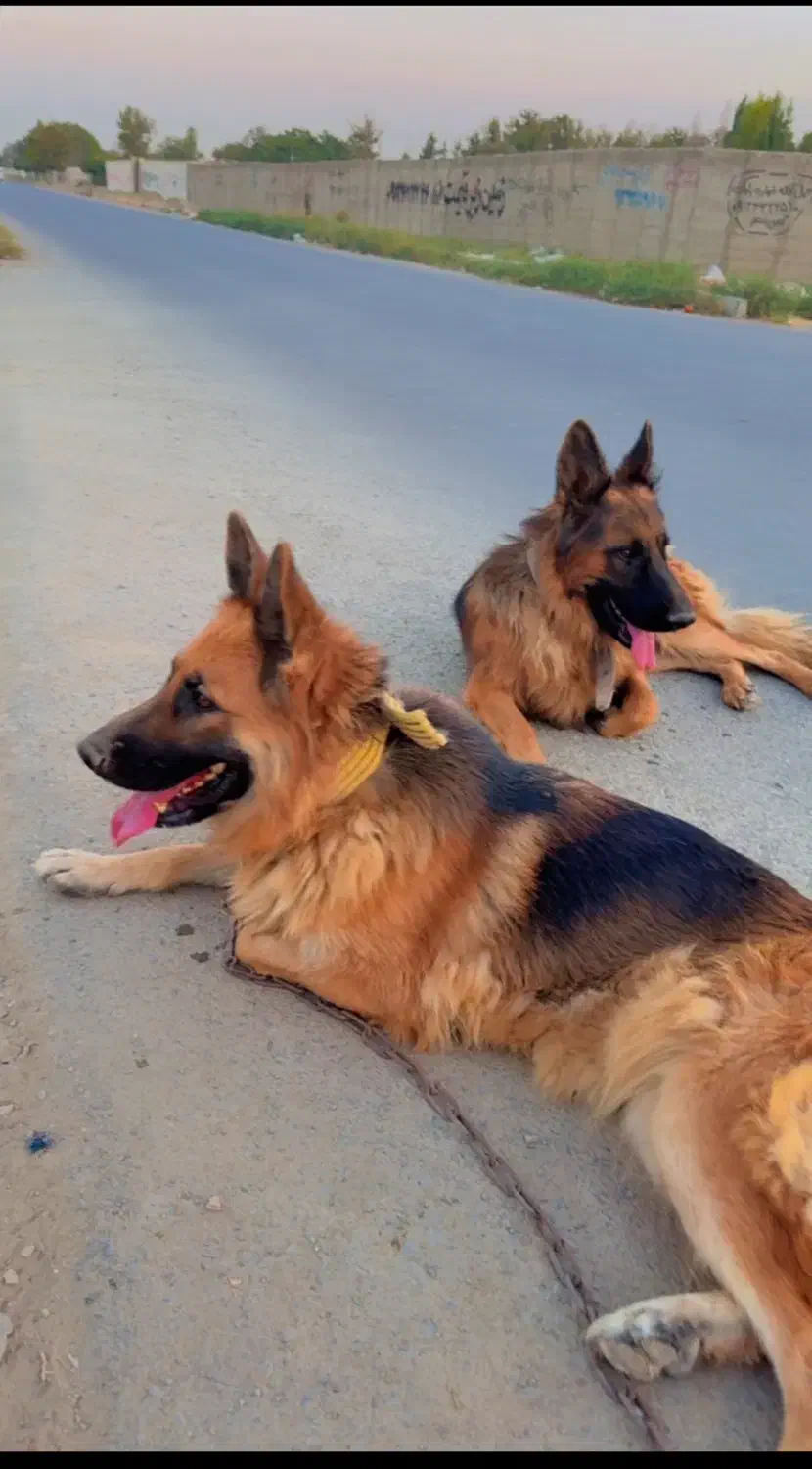 سگ ژرمن جفت|سگ|چهارباغ, |دیوار