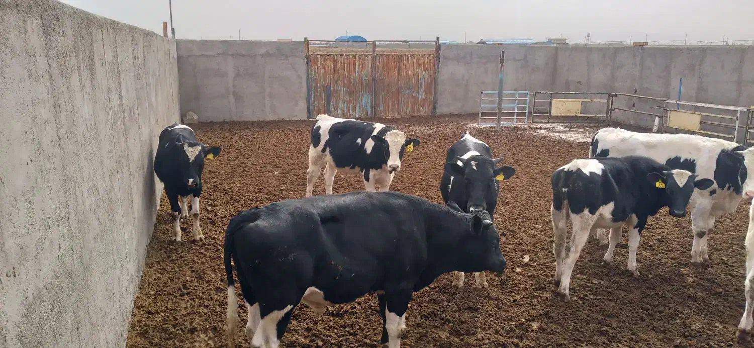 گوساله نر 550 تومن|حیوانات مزرعه|بوئین زهرا, |دیوار