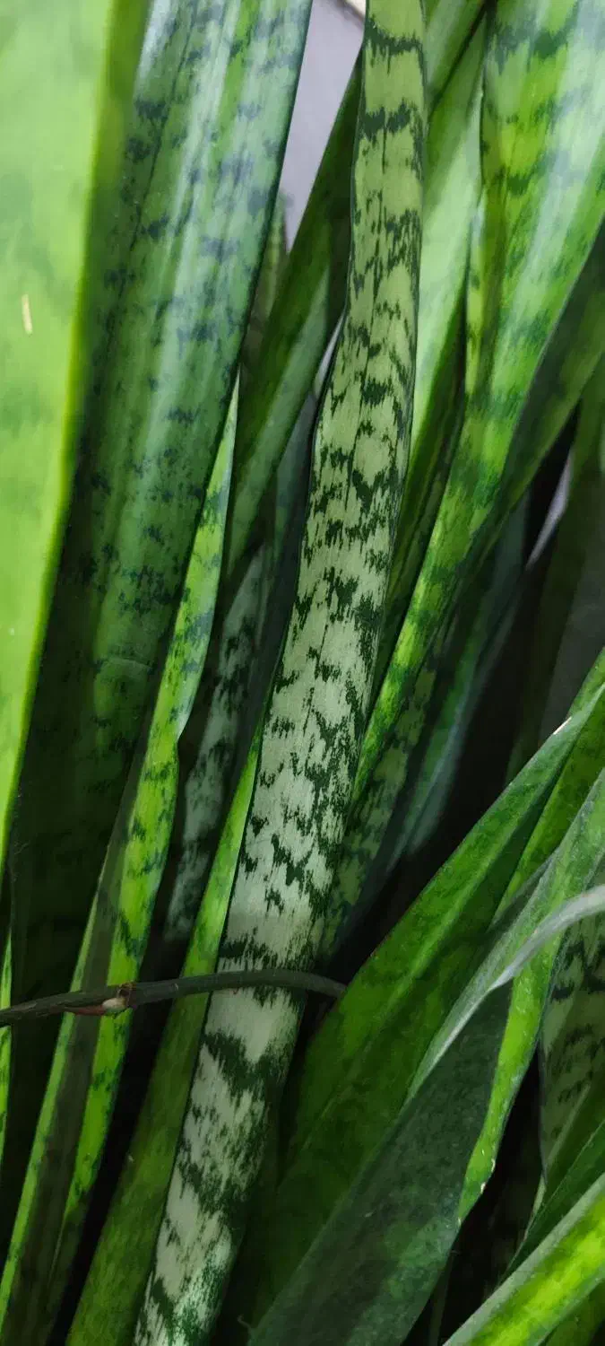 فروش گل طبیعی و زیبای سانسوریا|گل و گیاه طبیعی|ایذه, |دیوار