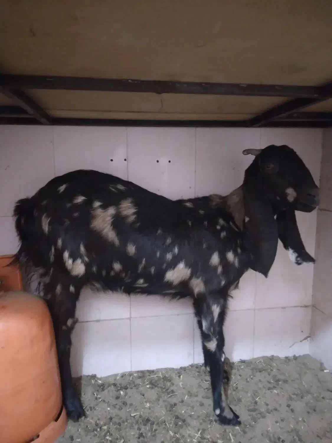 بز  پلنگی جوان وکره ماده ک۳۴۰|حیوانات مزرعه|رفسنجان, |دیوار