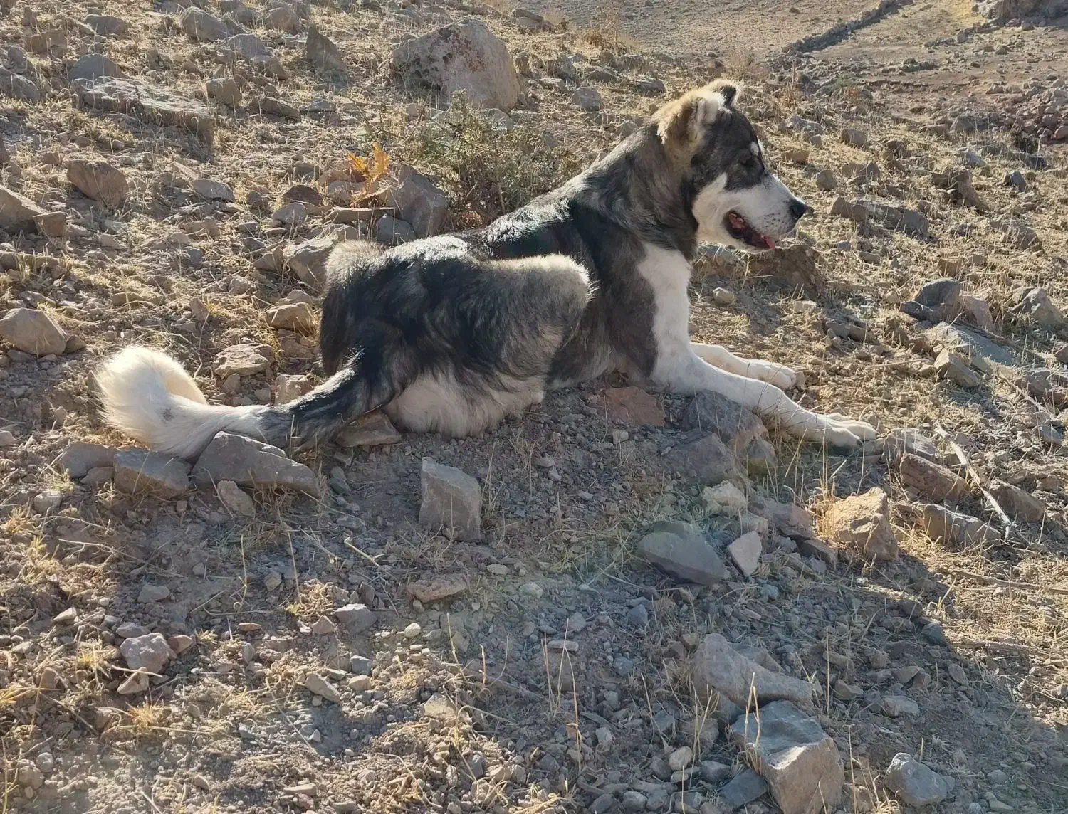 سرابی اصیل|سگ|عجب شیر, |دیوار