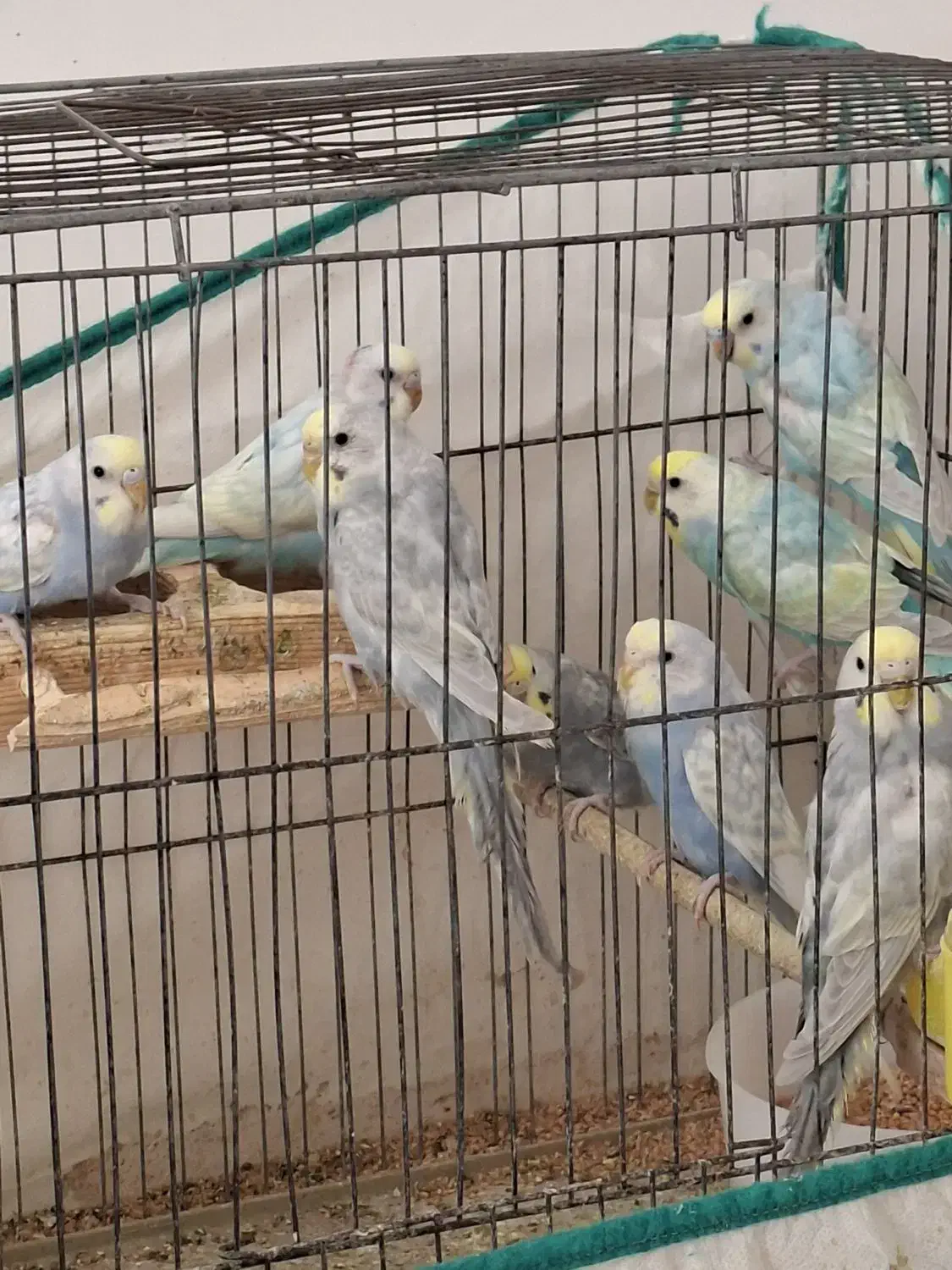 مرغ عشق رینبو|پرنده|گنبد کاووس, |دیوار