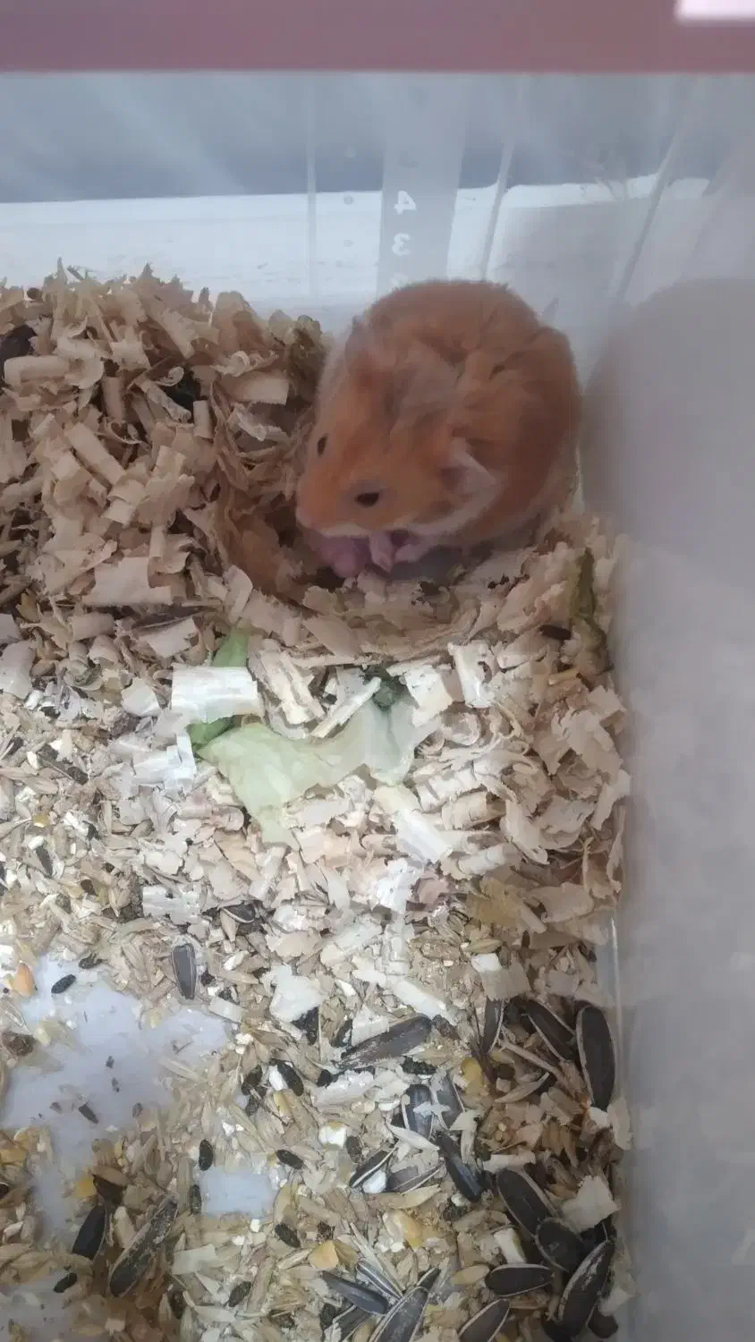 همستر|موش و خرگوش|بوشهر, |دیوار