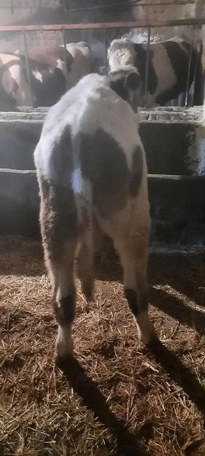 فروش ۴ تا گوساله درجه یک|حیوانات مزرعه|نهاوند, |دیوار