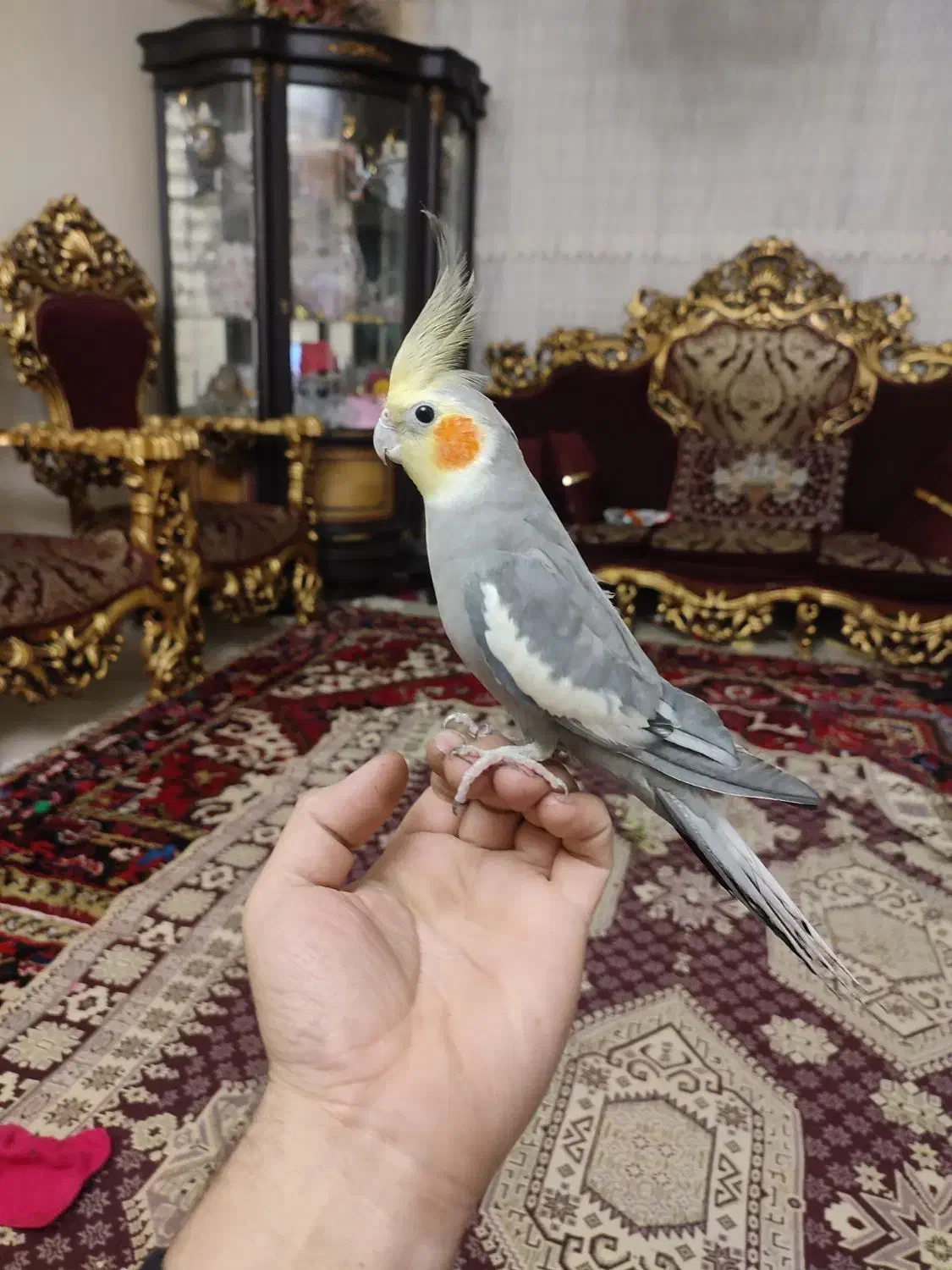 عروس هلندی|پرنده|سهند, |دیوار