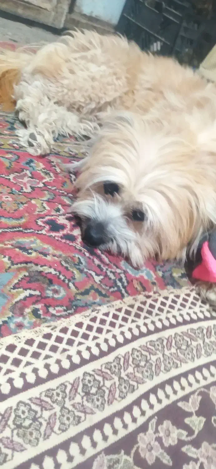 واگذاری سگ|سگ|کرمان, |دیوار