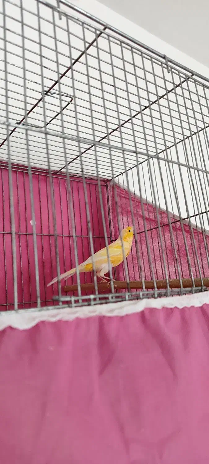 قناری نر طلایی مست مست|پرنده|بروجرد, |دیوار