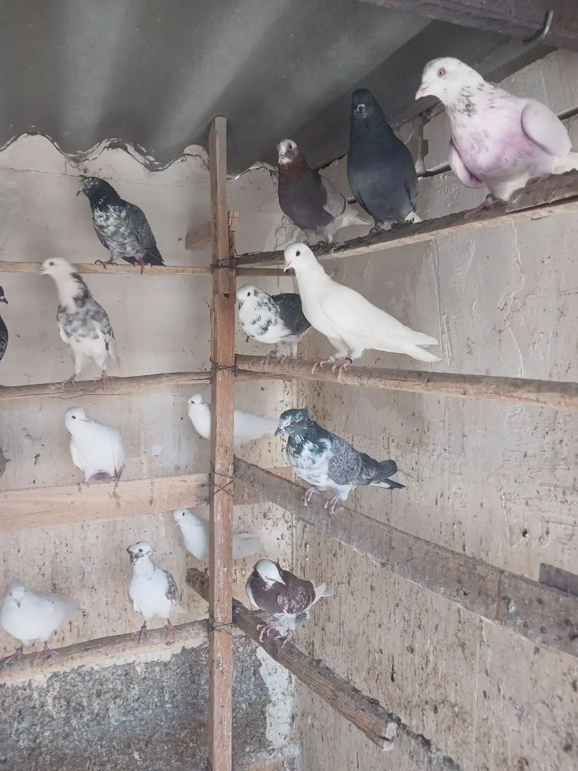 کبوتر پرشی|پرنده|فشاپویه, |دیوار