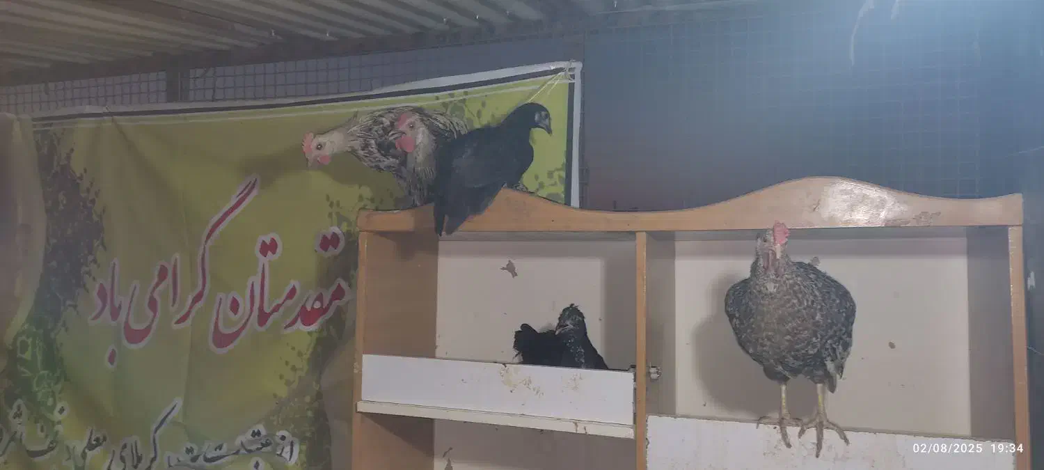 تخم مرغ نطفه دار گلین جوان|حیوانات مزرعه|اصفهان, شیخ طوسی|دیوار