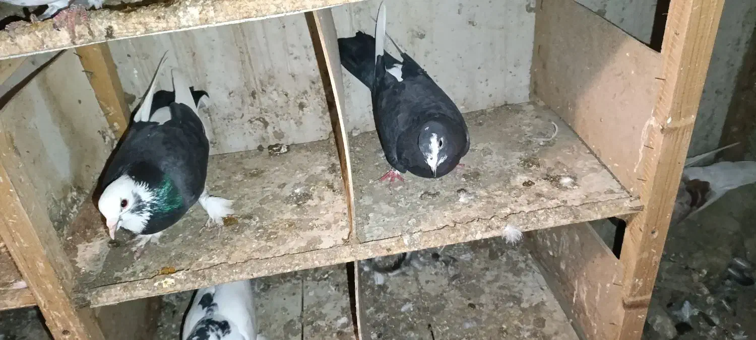 کبوتر|پرنده|بابلسر, |دیوار