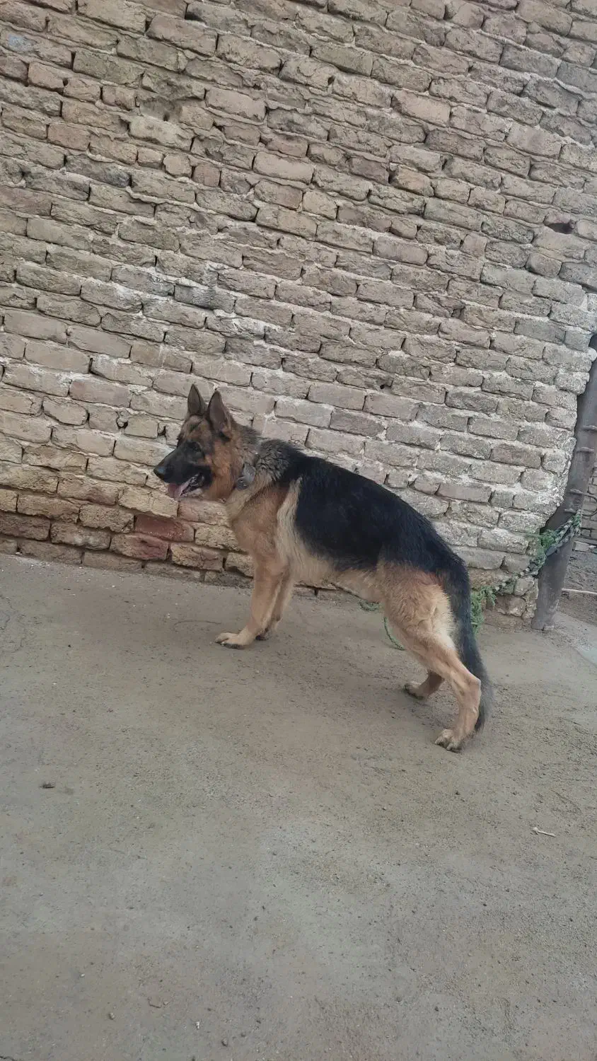 واگذاری ژرمن نر اصیل نگهبان|سگ|ساوه, |دیوار