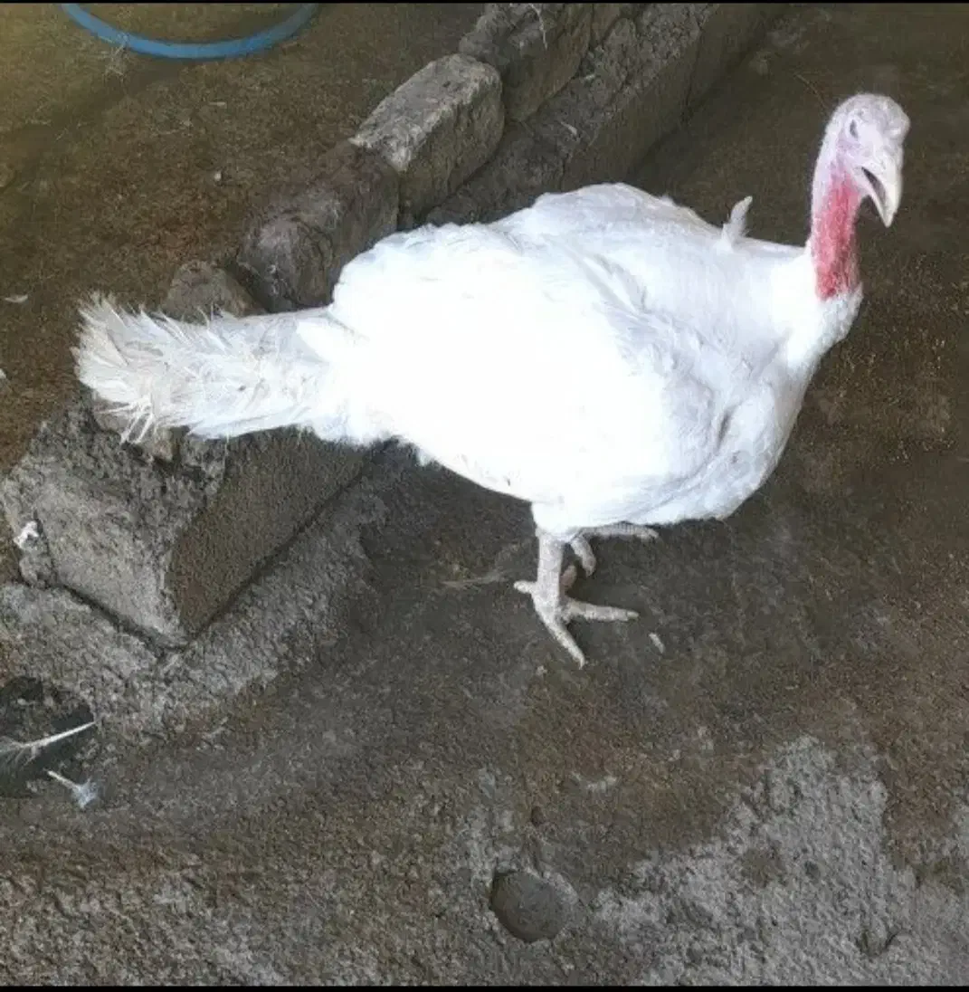 بوقلمون در جه یک و کاملا طبیعی رسیدکیلوی 290|حیوانات مزرعه|کوهدشت, |دیوار