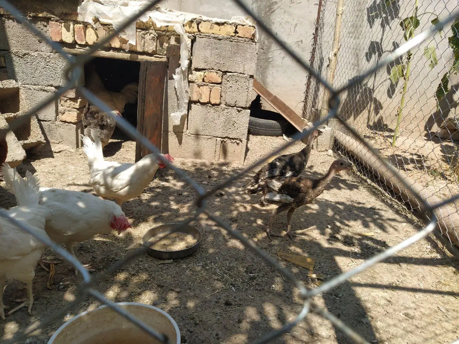 مرغ و خروس محلی|حیوانات مزرعه|مهربان, |دیوار