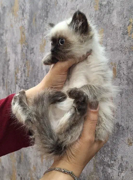 بچه گربه هیمالین|گربه|ارومیه, |دیوار