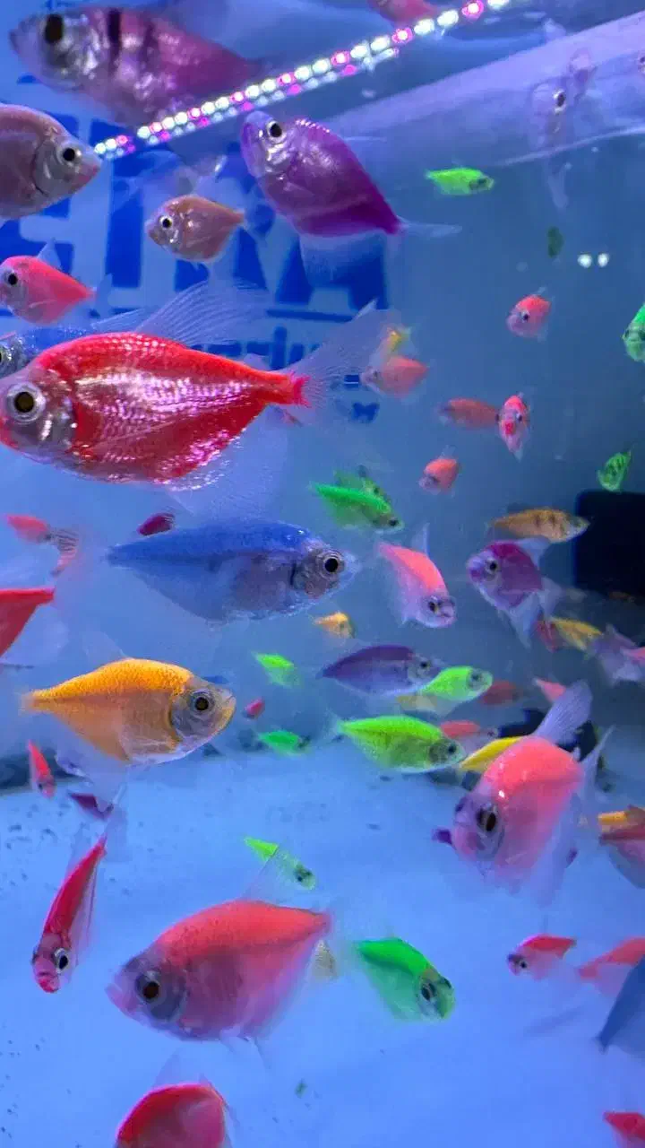 ماهی کالر فیش|ماهی|مرودشت, ثبت احوال|دیوار