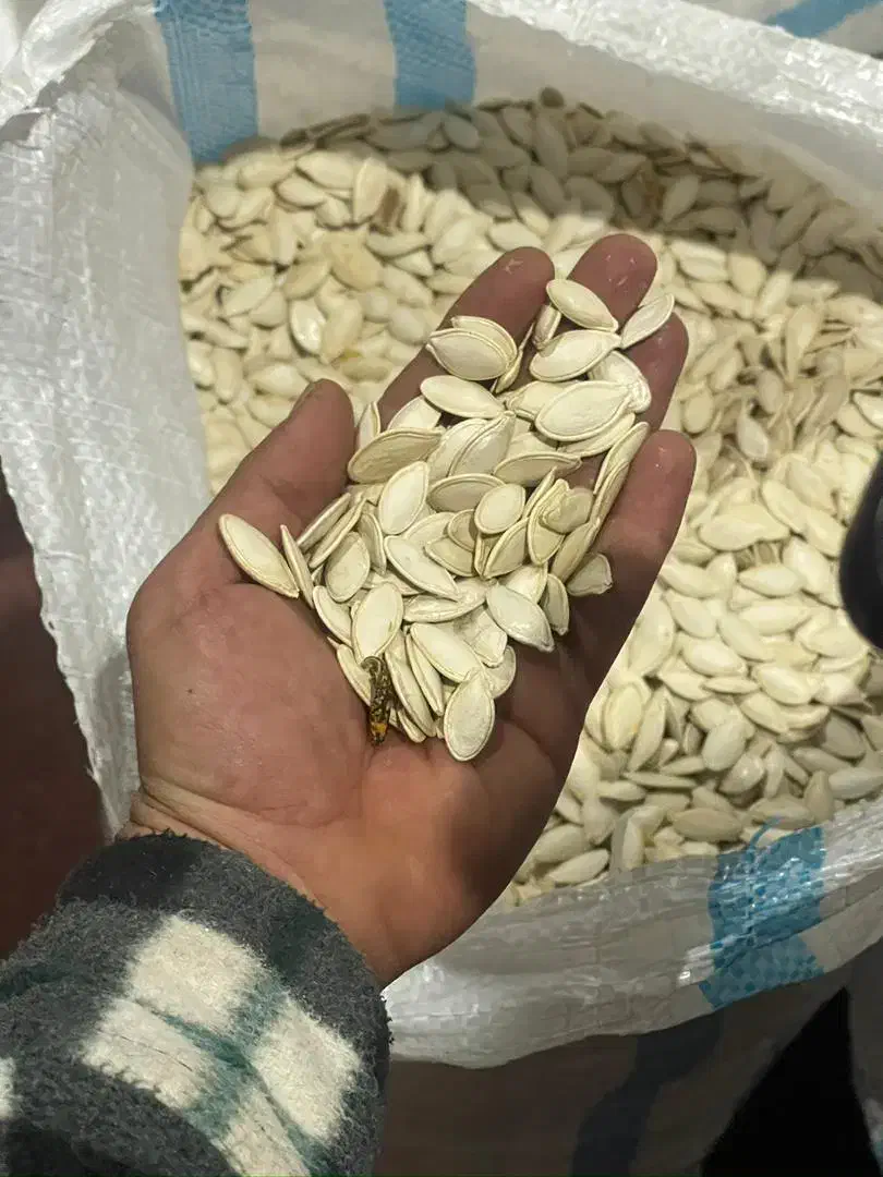 کدو بذر خارجی(هیبرید) درجه ۱ یه دست|عمدهفروشی|آباده, |دیوار