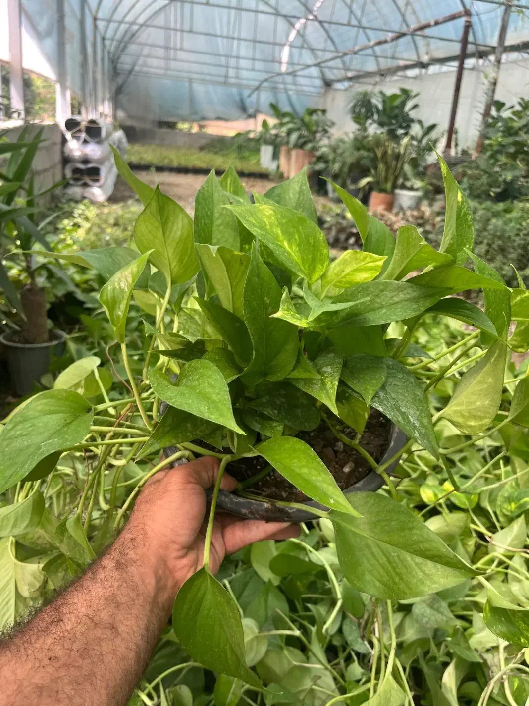 بزرگترین تولید کننده پتوس وگل آپارتمانی درخت میوه|گل و گیاه طبیعی|مشکین‌دشت, |دیوار