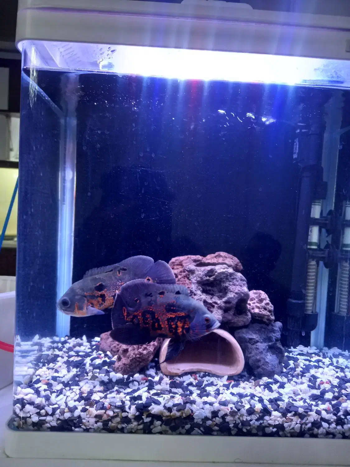 اسکار گرید بالا|ماهی|سهند, |دیوار