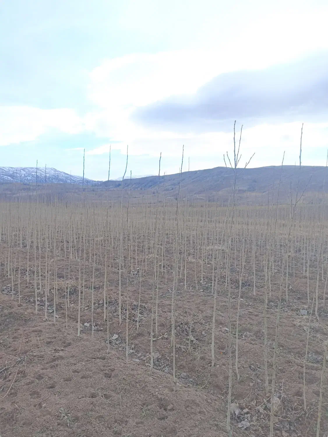 صنوبر|خدمات باغبانی و درختکاری|قصابه, |دیوار