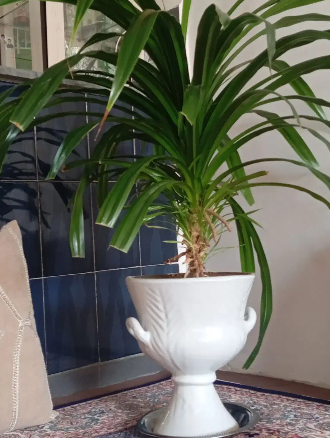 گل کارلیما|گل و گیاه طبیعی|محمدبار, |دیوار