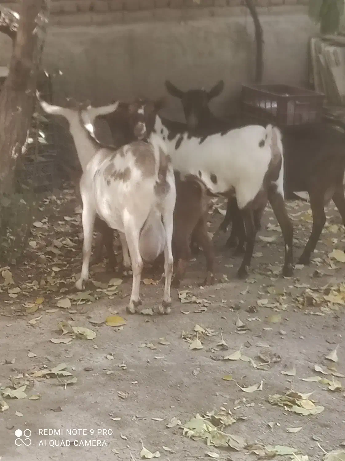 فروش بز صلاله بزغاله دار و ابستن|حیوانات مزرعه|آذرشهر, |دیوار