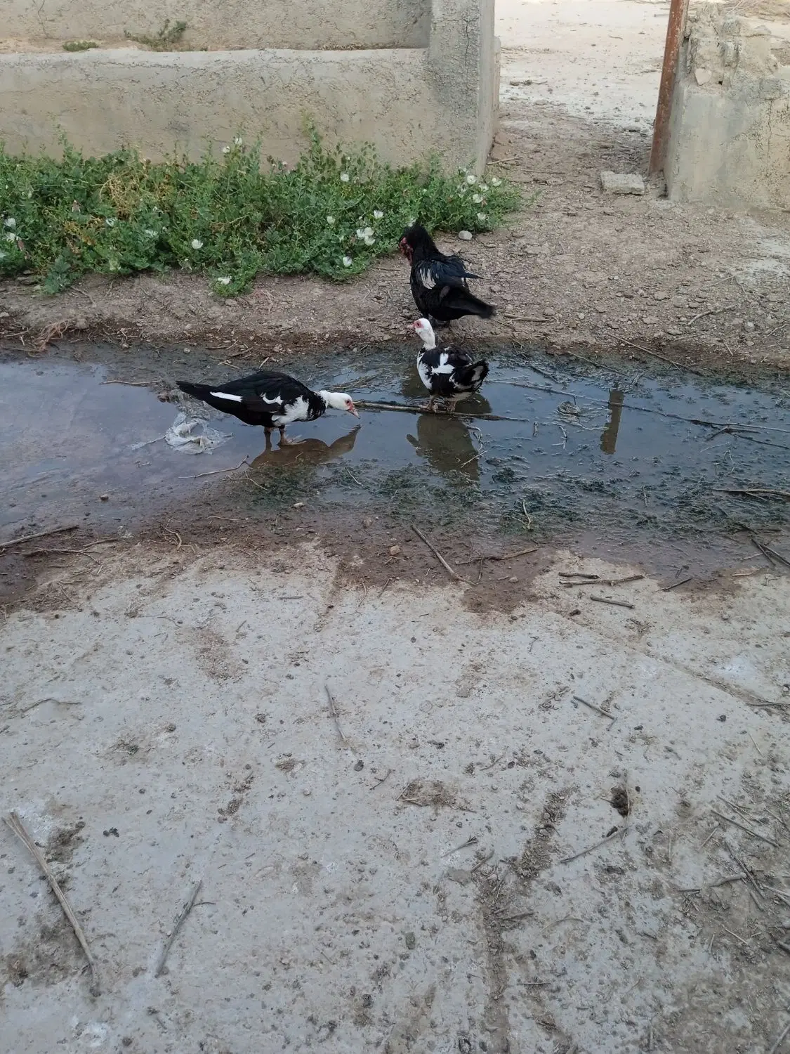 سیکا|پرنده|سملقان, |دیوار