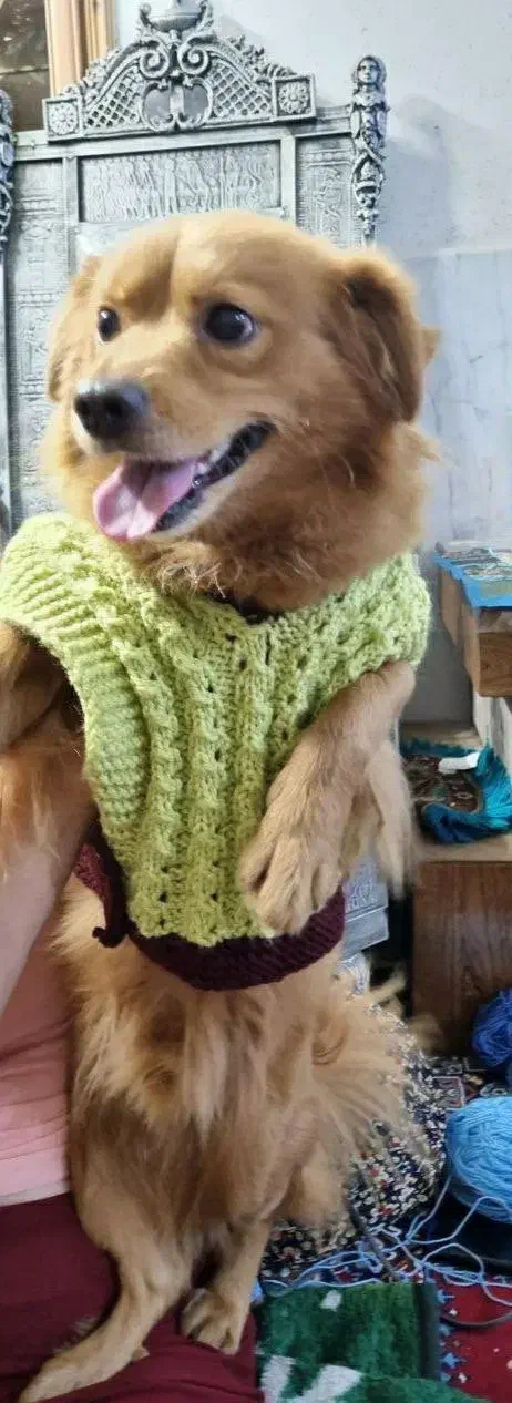 شیدزو میکس|سگ|گنبد کاووس, |دیوار