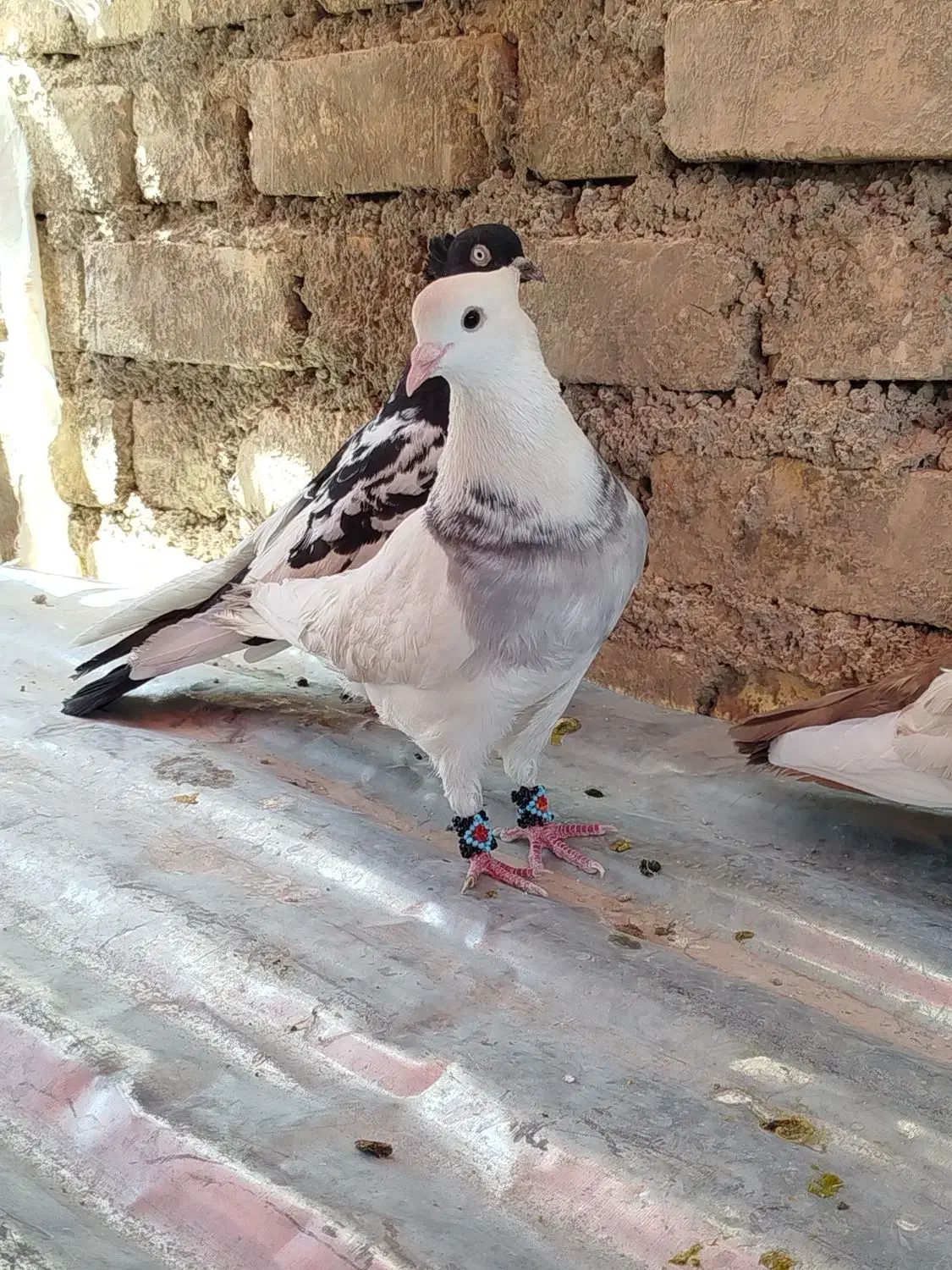 کبوتر کفتر|پرنده|شیراز, حجت آباد|دیوار