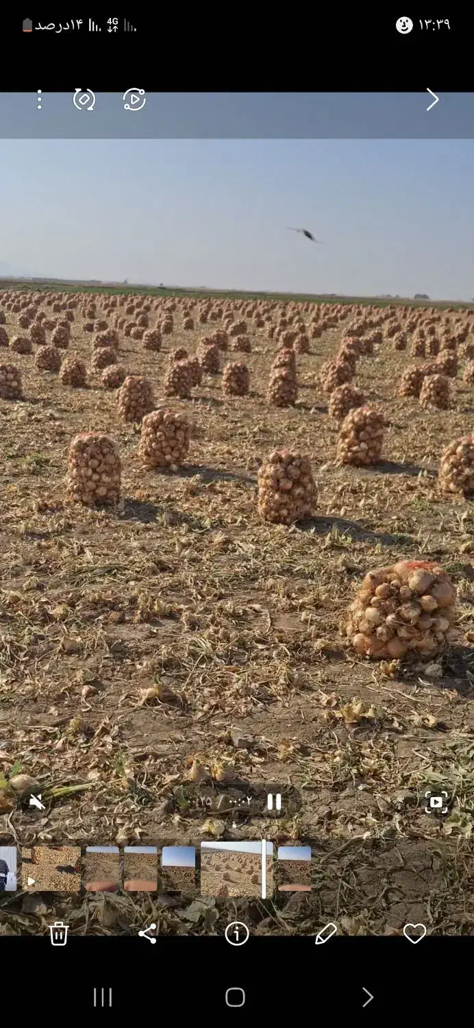 پیاز|خوردنی و آشامیدنی|جوین, |دیوار