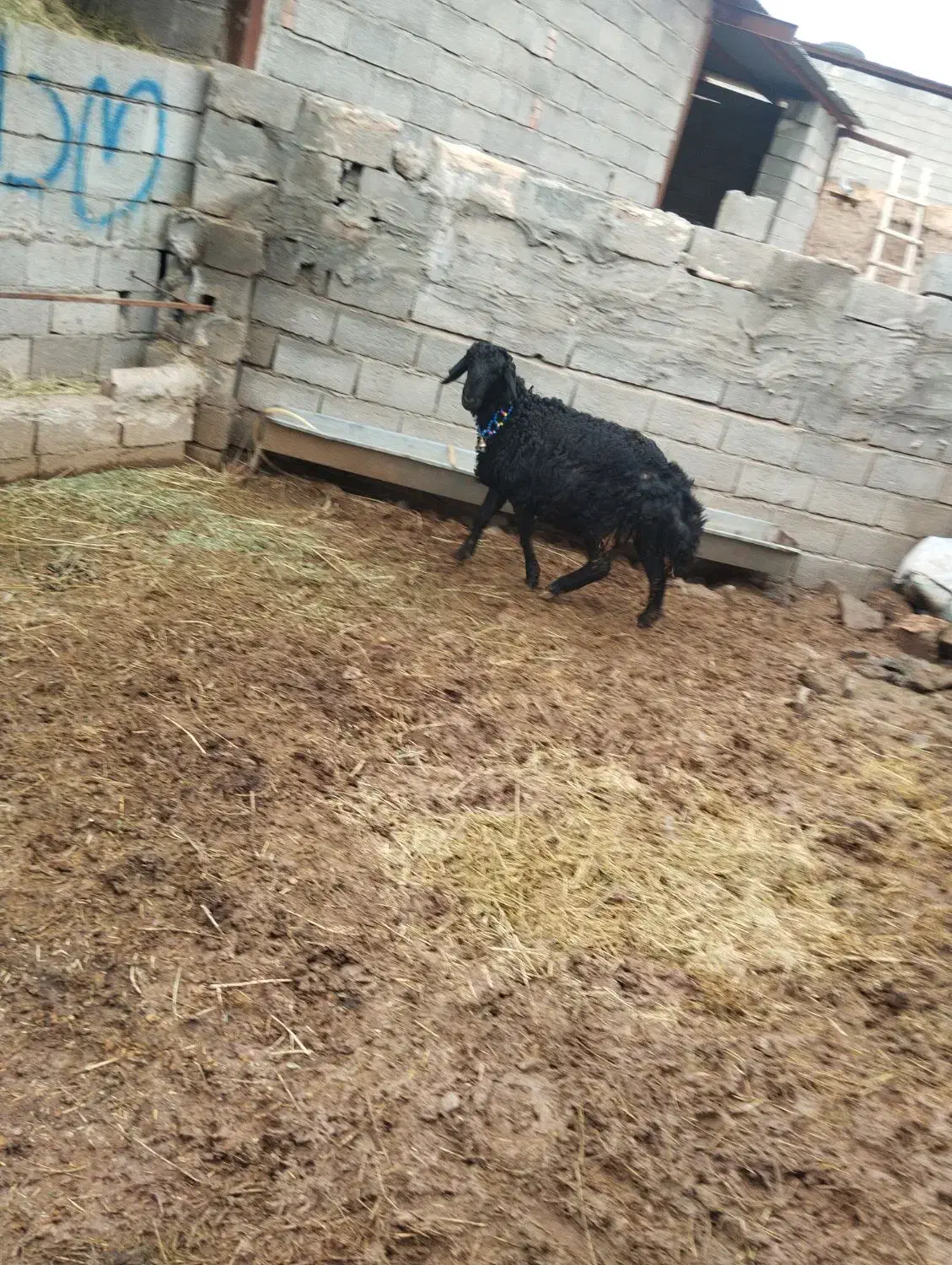 بره نر|حیوانات مزرعه|میاندوآب, |دیوار