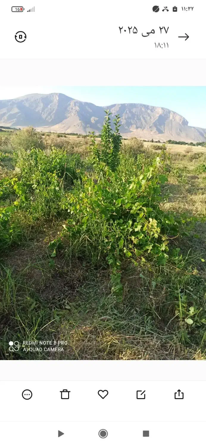 باغ نجوبران|فروش دفتر صنعتی، کشاورزی، تجاری|بیستون, |دیوار