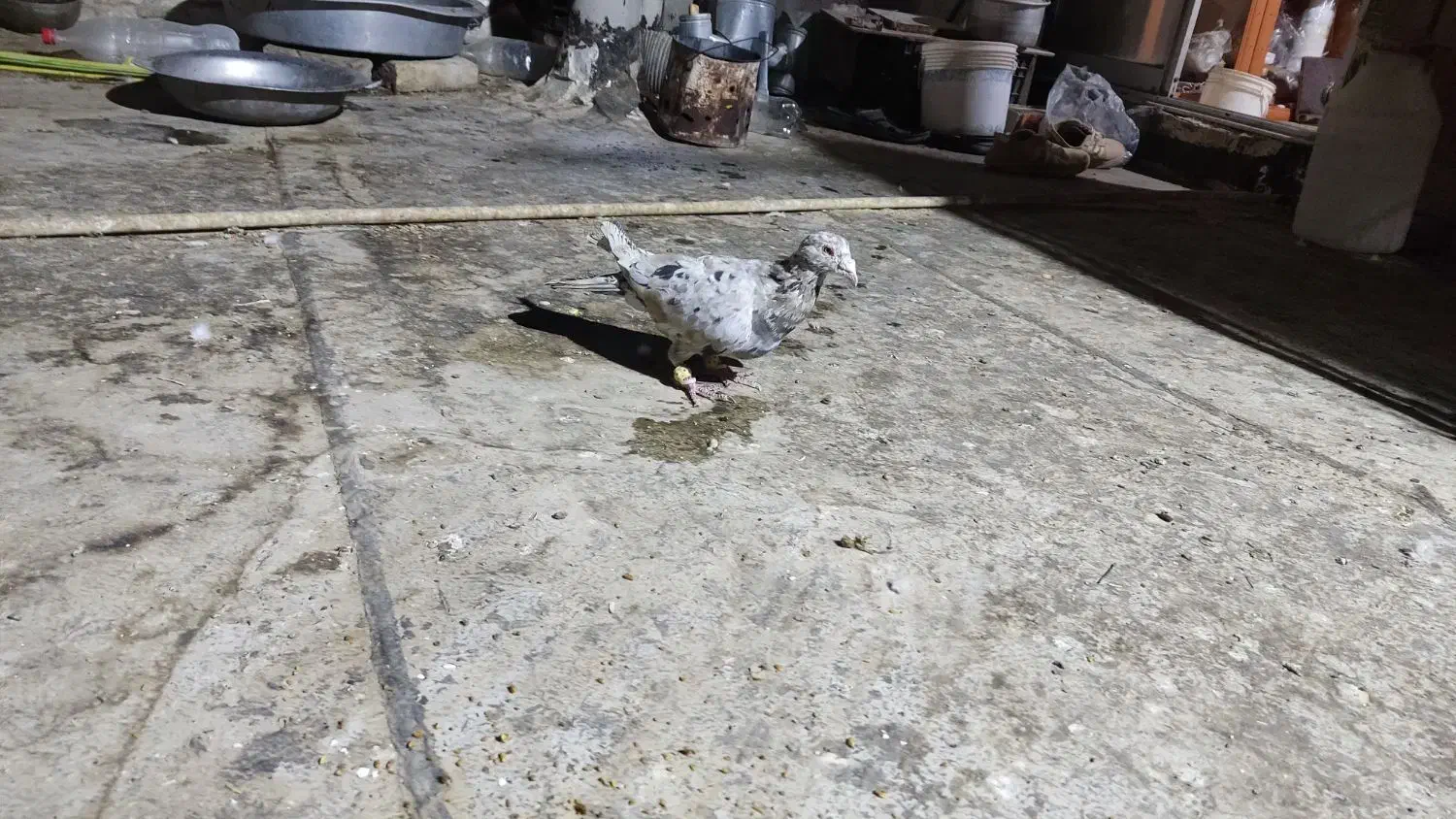 سار شکلاتی نر غریبه|پرنده|فردوس (خراسان), |دیوار