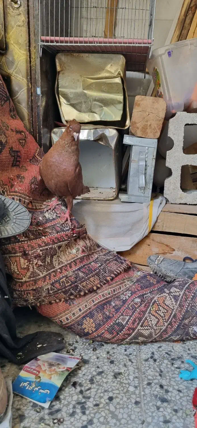 فروش یک عدد سرخ پرشی|پرنده|شیراز, زرهی|دیوار